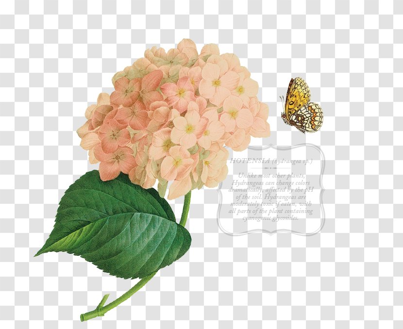 Hydrangea Bird Flight Cut Flowers Petal - Plant Transparent PNG