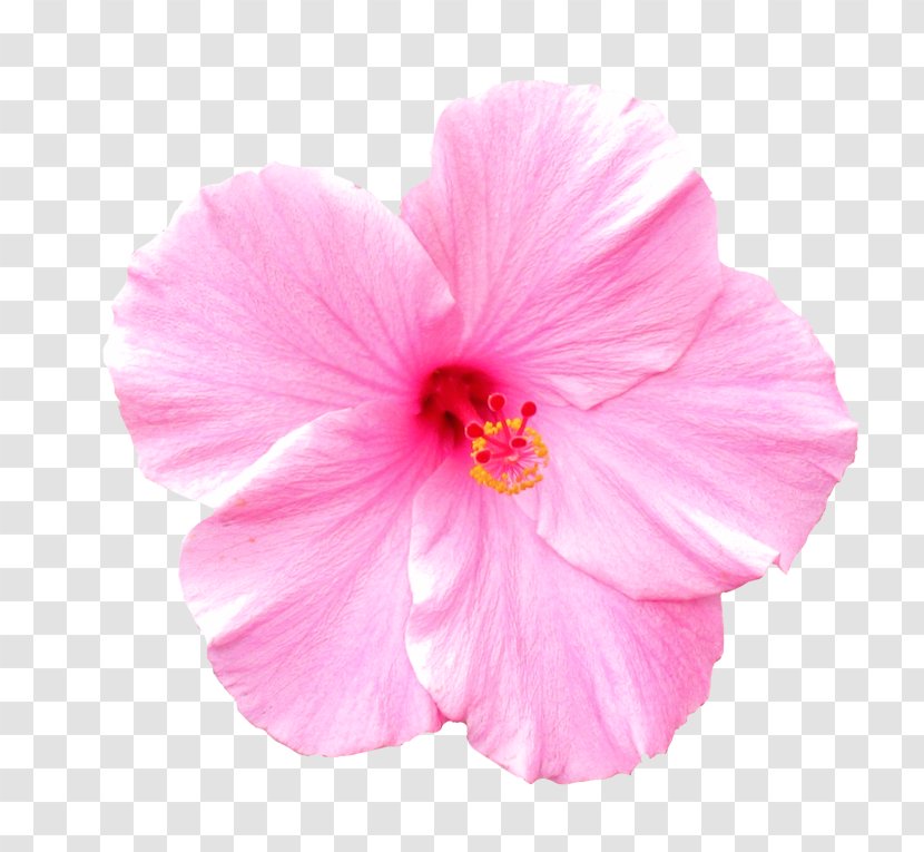 Petal Pink Hawaiian Hibiscus Flower - Plant - Mallow Family Chinese Transparent PNG