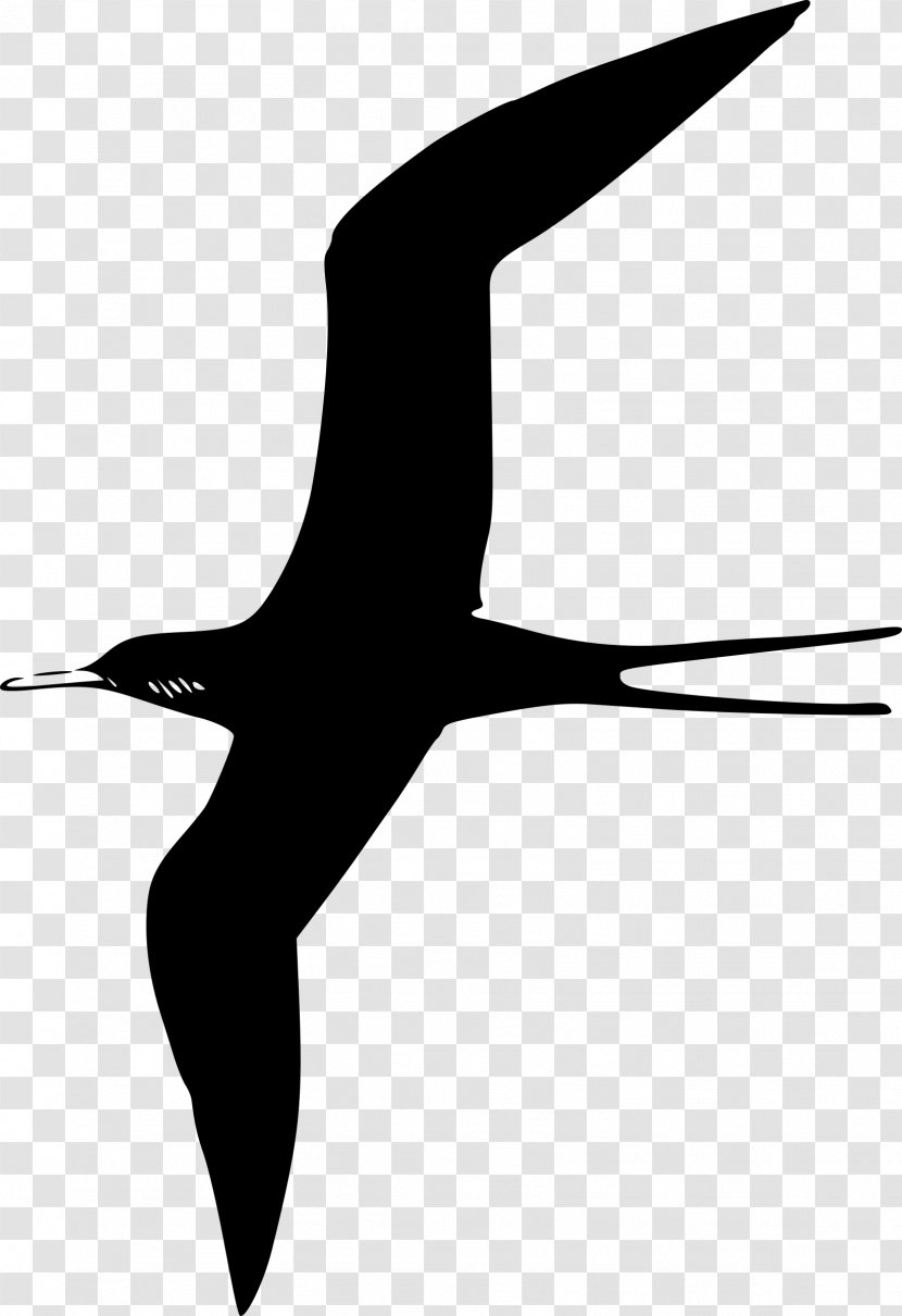 Bird Fregatidae Gulls Clip Art - Monochrome - Flying Transparent PNG