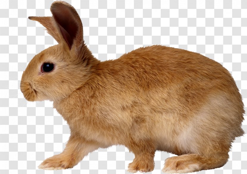 Easter Bunny Rabbit Dog - Snout - Image Transparent PNG