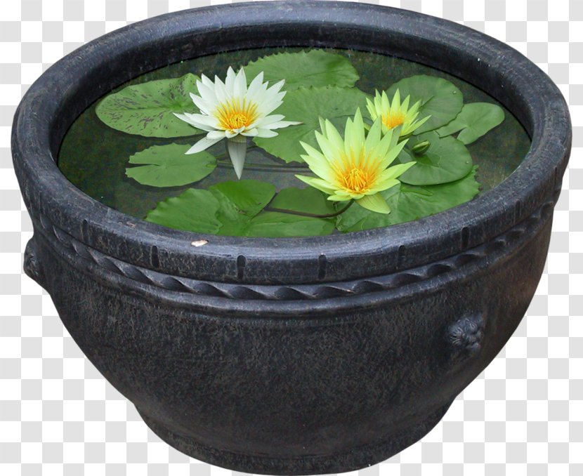Pygmy Water-lily Nelumbo Nucifera Flower Plant - Tableware - A Tank Of Water Lilies Transparent PNG