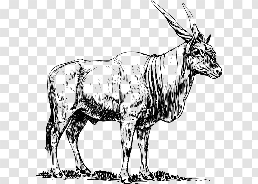 Common Eland Antelope Drawing Clip Art - Monochrome Transparent PNG