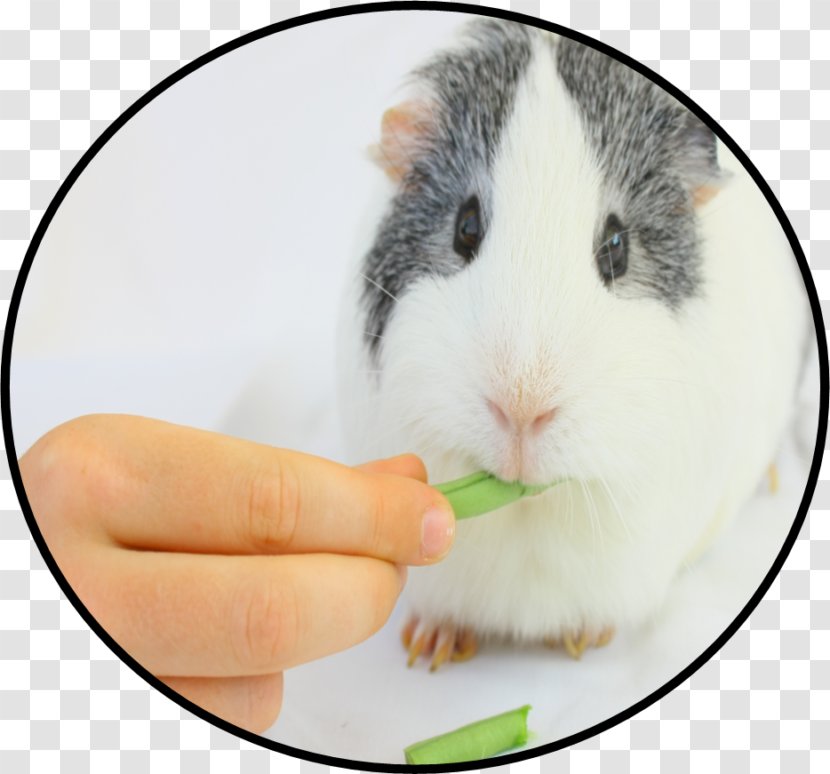 Rodent Hamster Chewing Food Guinea Pig - Water Transparent PNG