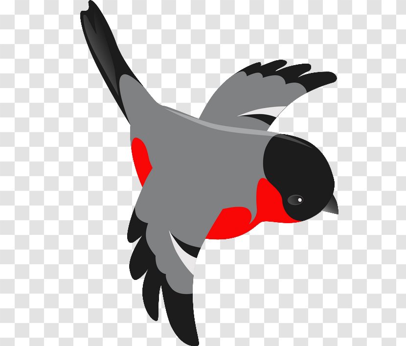 Bird Eurasian Magpie Chicken Clip Art Transparent PNG