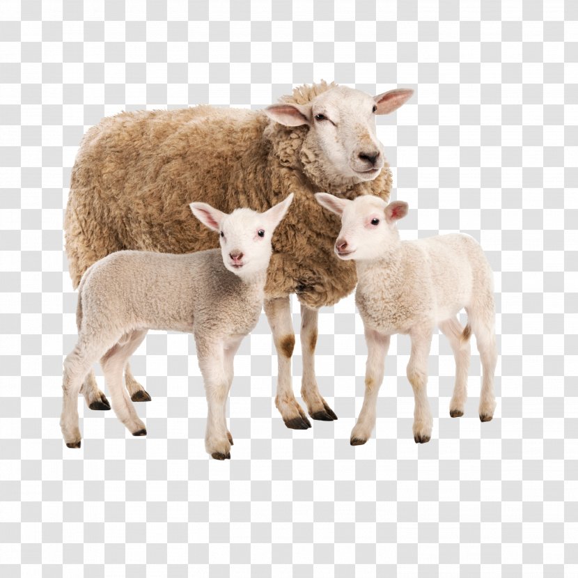 Limousin Cattle Charolais Sheep Goat Farm - Hay Transparent PNG
