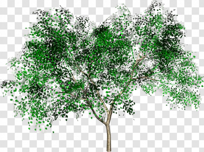 Tree Woody Plant Forest Shrub Branch Transparent PNG