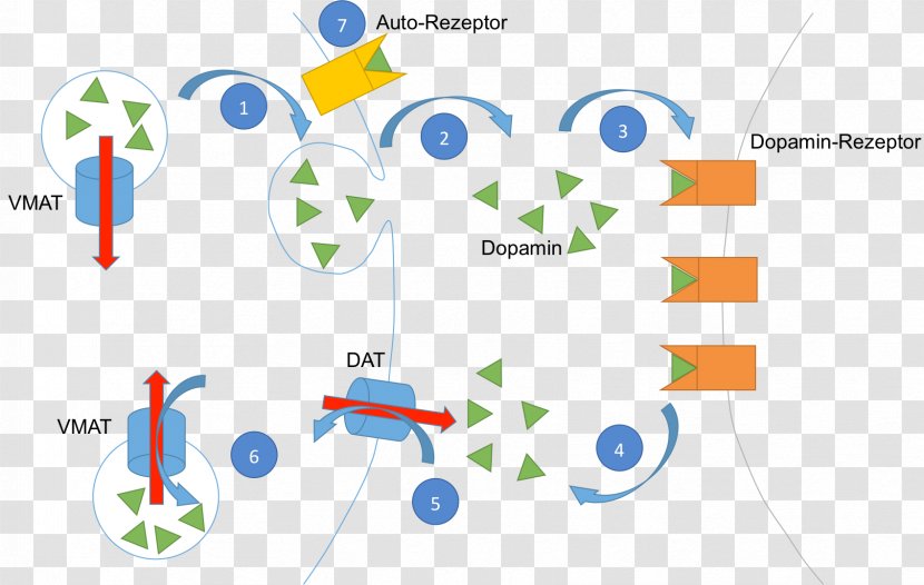 Amphetamine Vesicular Monoamine Transporter Stimulant Methylphenidate Sympathomimetic Drug - Tree - Heart Transparent PNG