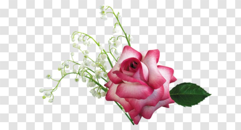 Garden Roses Flower Desktop Wallpaper Drawing - Close Up - Rose Transparent PNG