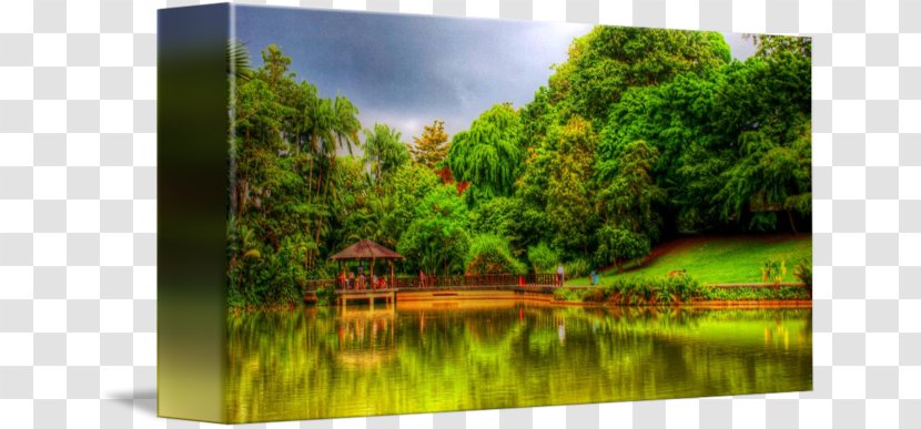 Nature Reserve Biome Water Resources Pond Rainforest - Vegetation - Botanical Garden Transparent PNG