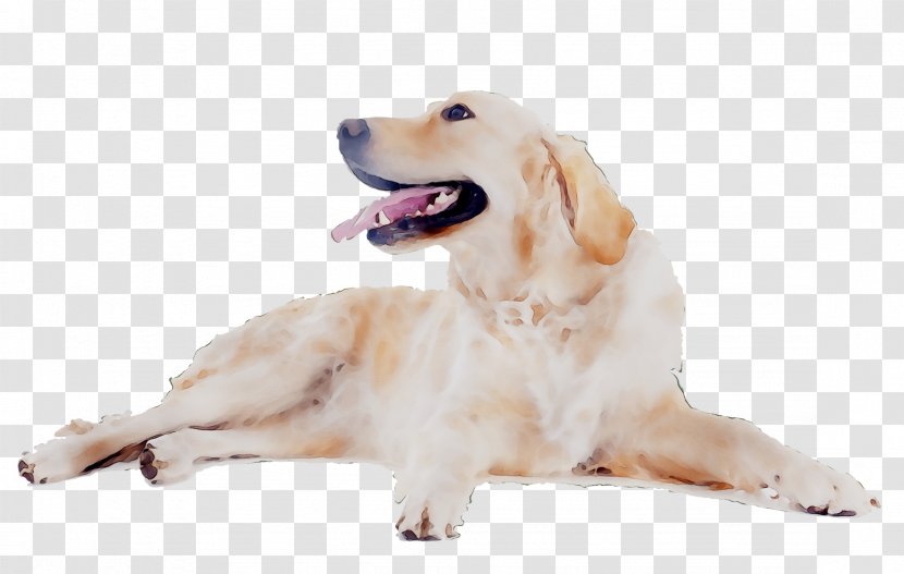 Golden Retriever Labrador Puppy Dog Breed Companion - Cuteness - Canidae Transparent PNG