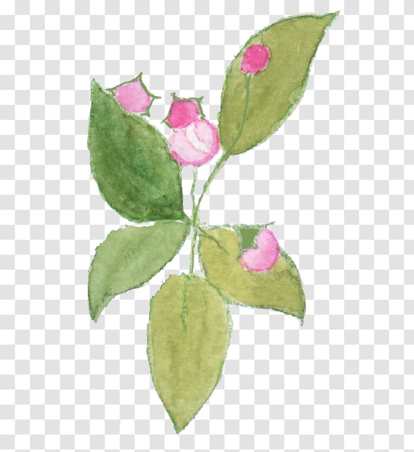 Cabbage Rose Blossom Petal Fruit Tree Plant Stem - Apple Transparent PNG