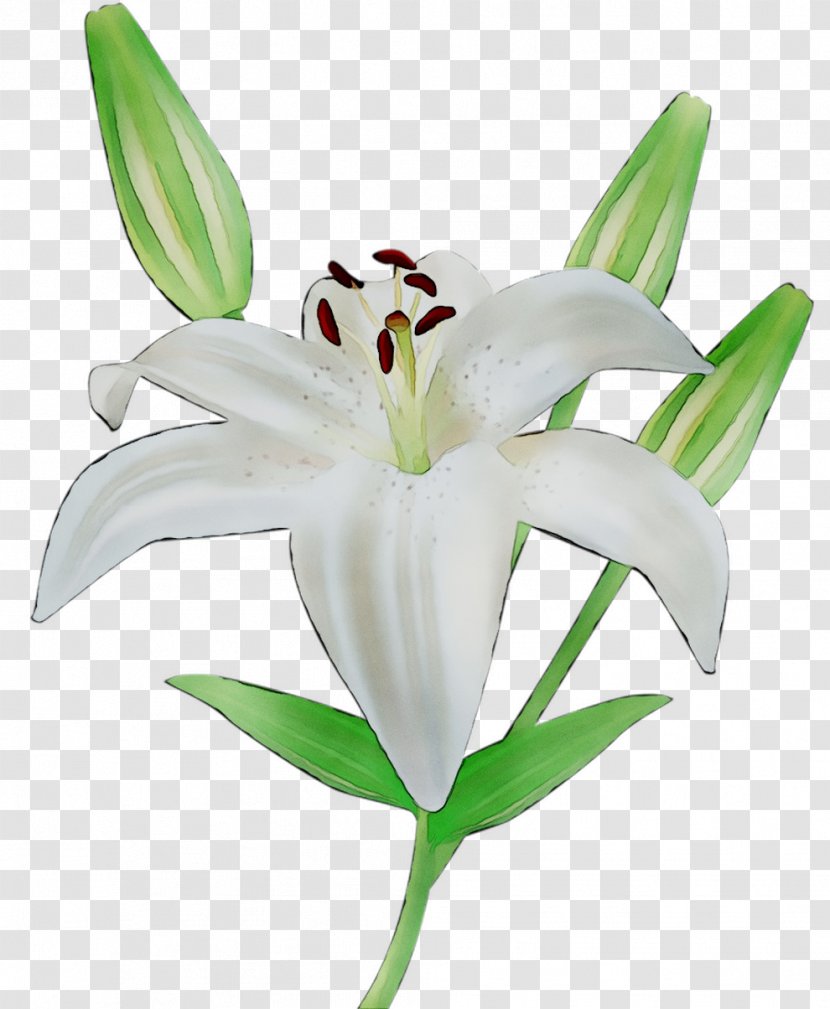 Big Pharma Jobs Thought Pharmaceutical Industry Plant Stem Cut Flowers - Lily Family - Botany Transparent PNG