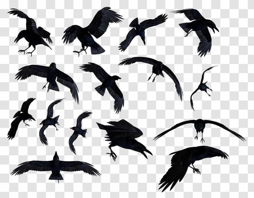 Common Raven Bird Clip Art - Billiard Transparent PNG