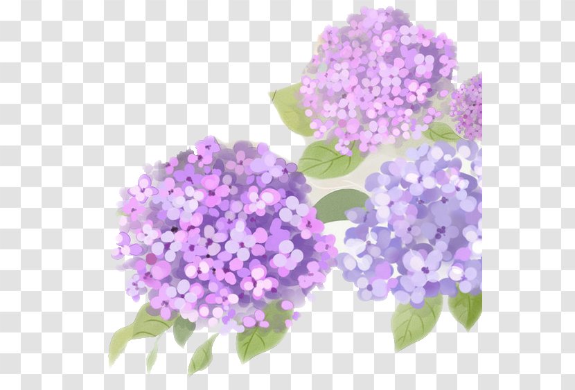 French Hydrangea Flower Purple - Petal - Antique Transparent PNG