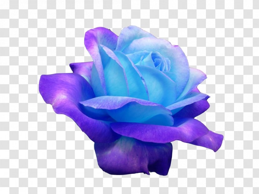 Blue Rose Purple Violet - Order Transparent PNG