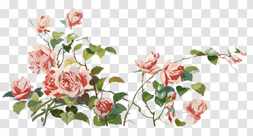 Garden Roses Clip Art - Rose Family - Plants Transparent PNG