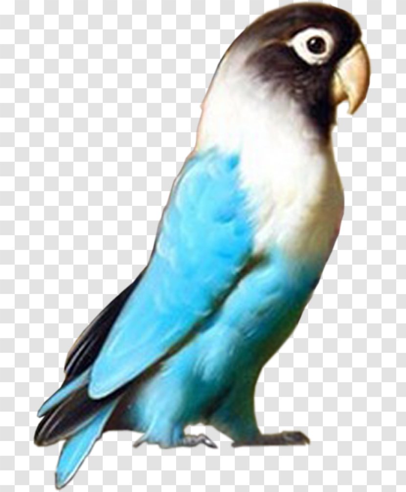 Budgerigar Lovebird Macaw Parrot - Animal Transparent PNG