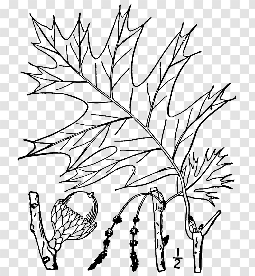 Twig Plant Stem Leaf Tree Root - Botany Transparent PNG