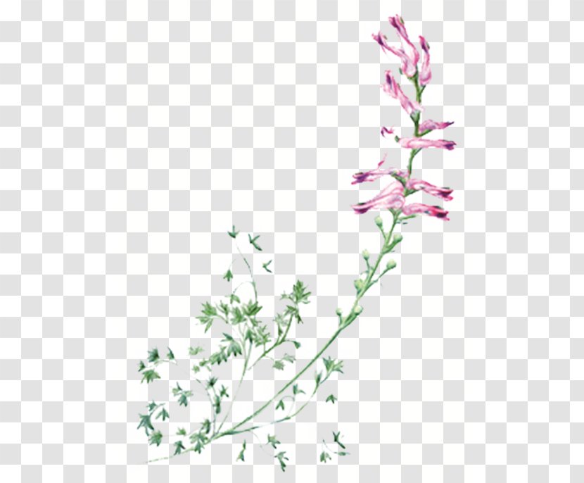 Lily Of The Valley Flower Purple Violet - Flowering Plant Transparent PNG