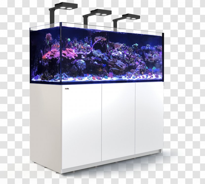 Reef Aquarium Seawater Red Sea REEFER Peninsula - Fish - Coral Transparent PNG