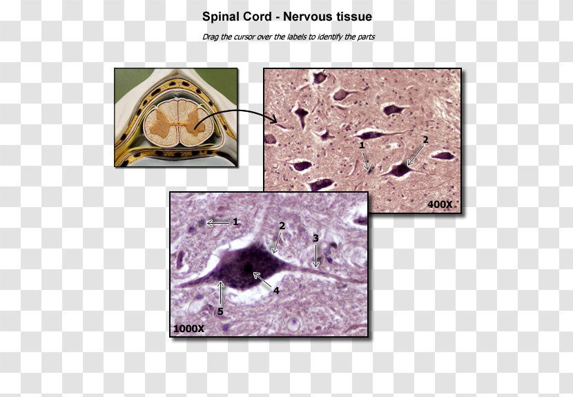 Organism - Spinal Cord Transparent PNG
