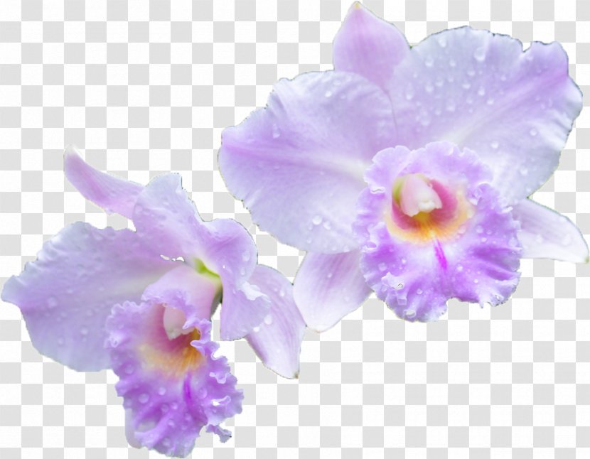 Cattleya Orchids Flower Vanda 'Miss Joaquim' Genus - Watercolor Purple Transparent PNG
