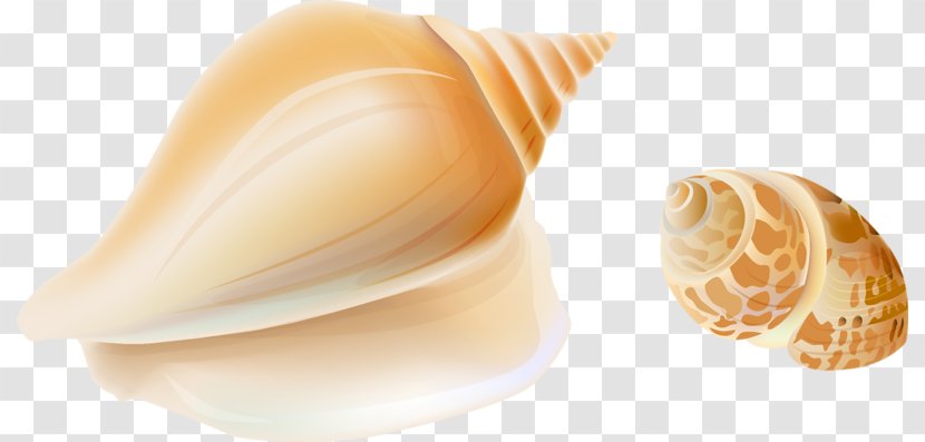 Cockle Seashell Sea Snail Conch Clip Art - Cartoon Transparent PNG