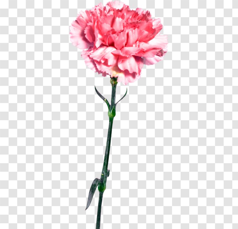 Carnation Garden Roses Pink Flower - Mothers Day - Karanfil Transparent PNG