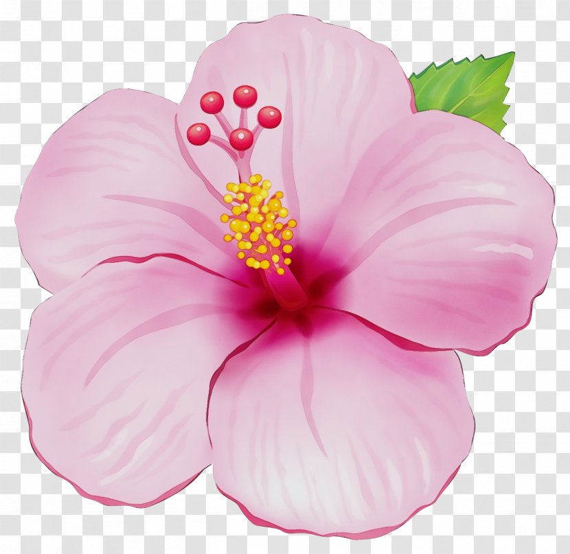 Petal Pink Hibiscus Hawaiian Flower - Mallow Family Flowering Plant Transparent PNG