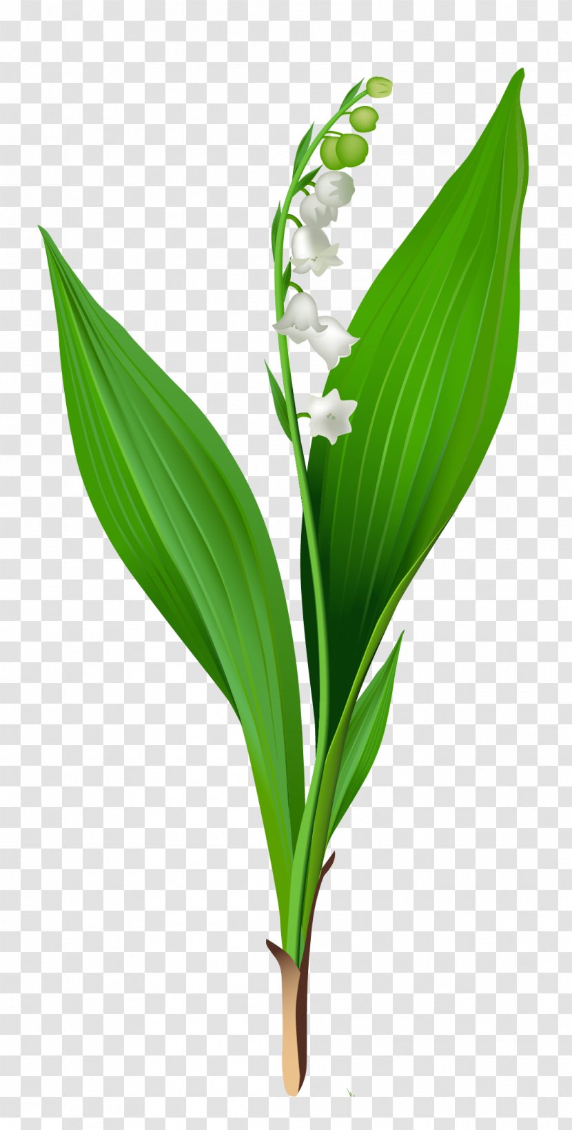 Lily Of The Valley Arum-lily Flower Clip Art - Easter - Spring Clipart Transparent PNG