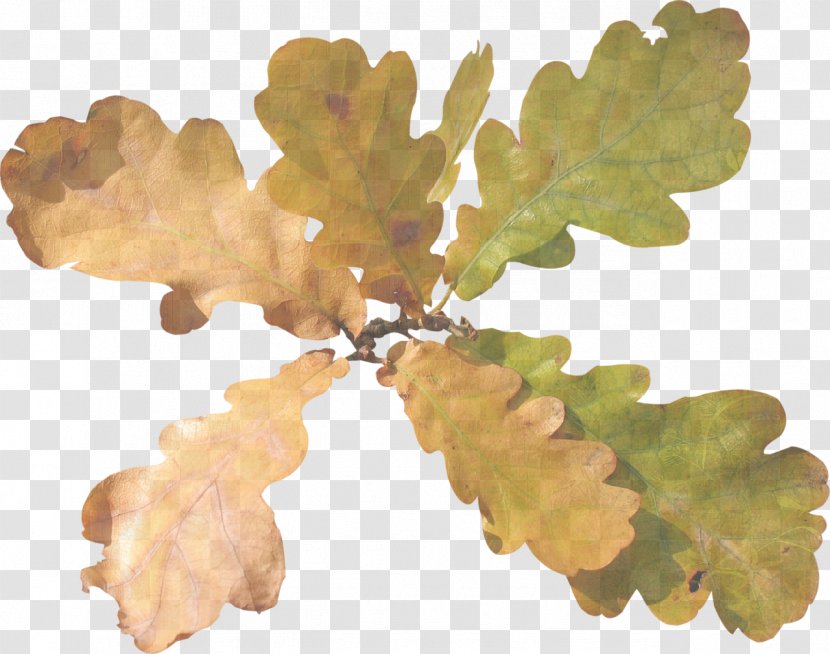 Tree Leaf Oak Acorn Clip Art - Branch Transparent PNG