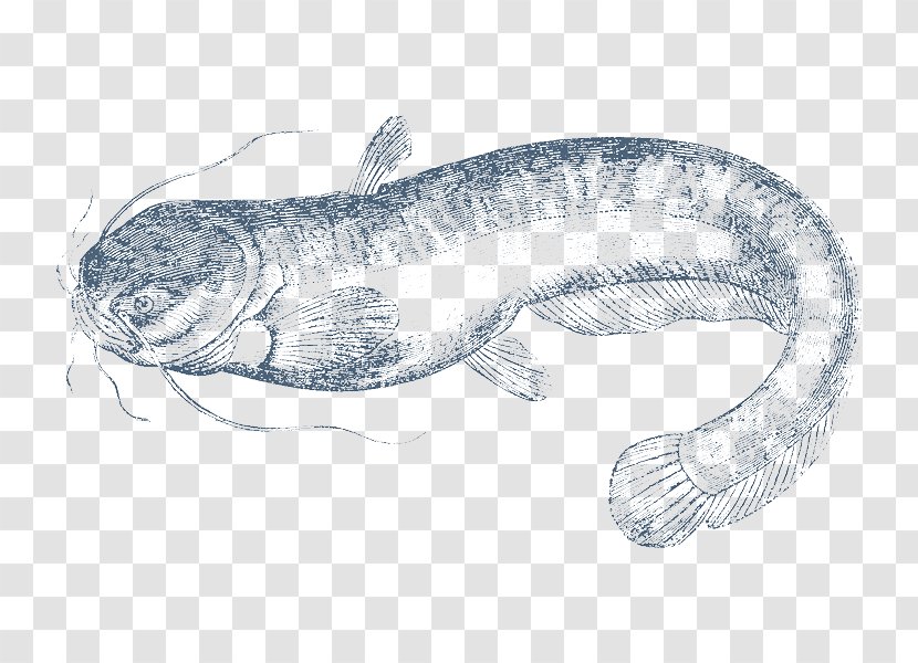 Wels Catfish Pecel Lele Clarias - Amphibian - Fish Transparent PNG