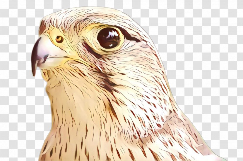 Bird Beak Of Prey Hawk Falcon - Peregrine Eagle Transparent PNG