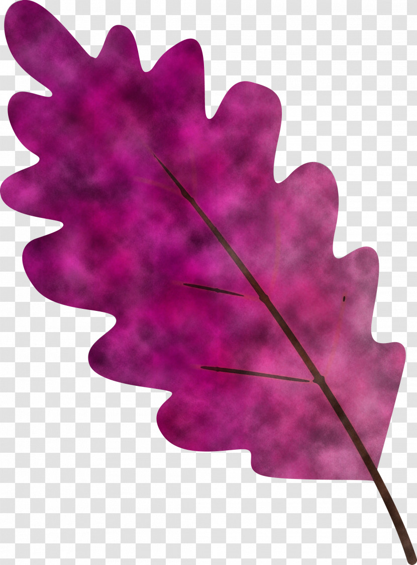 Leaf Pink Purple Violet Plant Transparent PNG