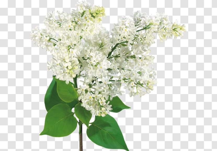 Flower Bouquet Common Lilac - Shrub - White Transparent PNG