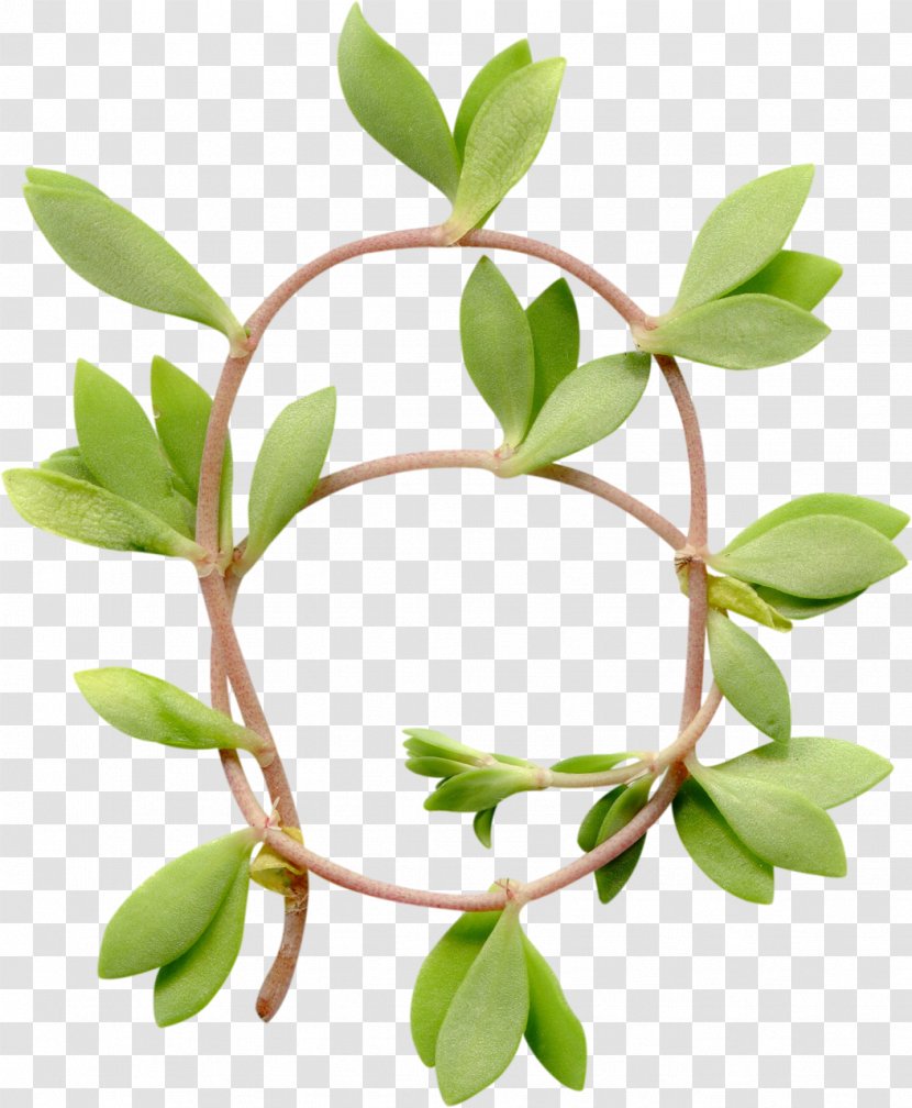 Garden Flower Leaf Clip Art - Branch - Vegetable Transparent PNG