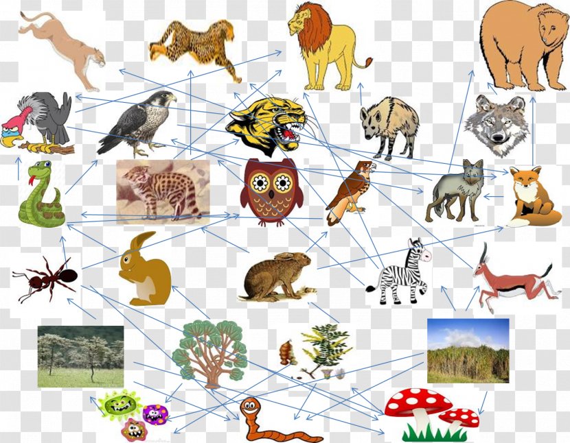 Black-footed Cat Food Chain Eating Web - Cartoon - Chin Transparent PNG