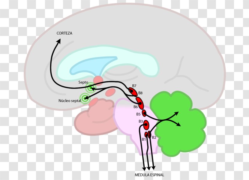 Raphe Nuclei Brainstem Nucleus Human Brain - Flower Transparent PNG