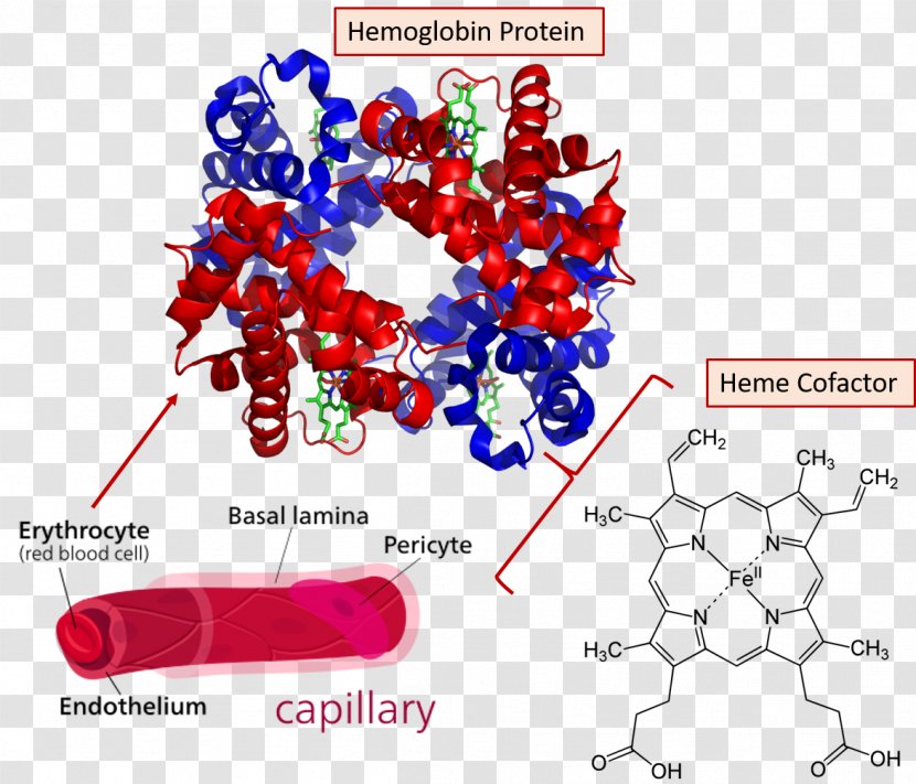 Hemoglobin Molecular Binding Red Blood Cell Heme Oxygen - Site Transparent PNG