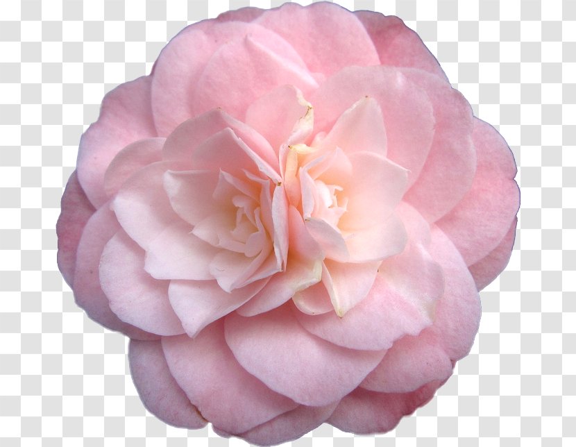 Japanese Camellia Pink Flowers Rose - Plant Transparent PNG