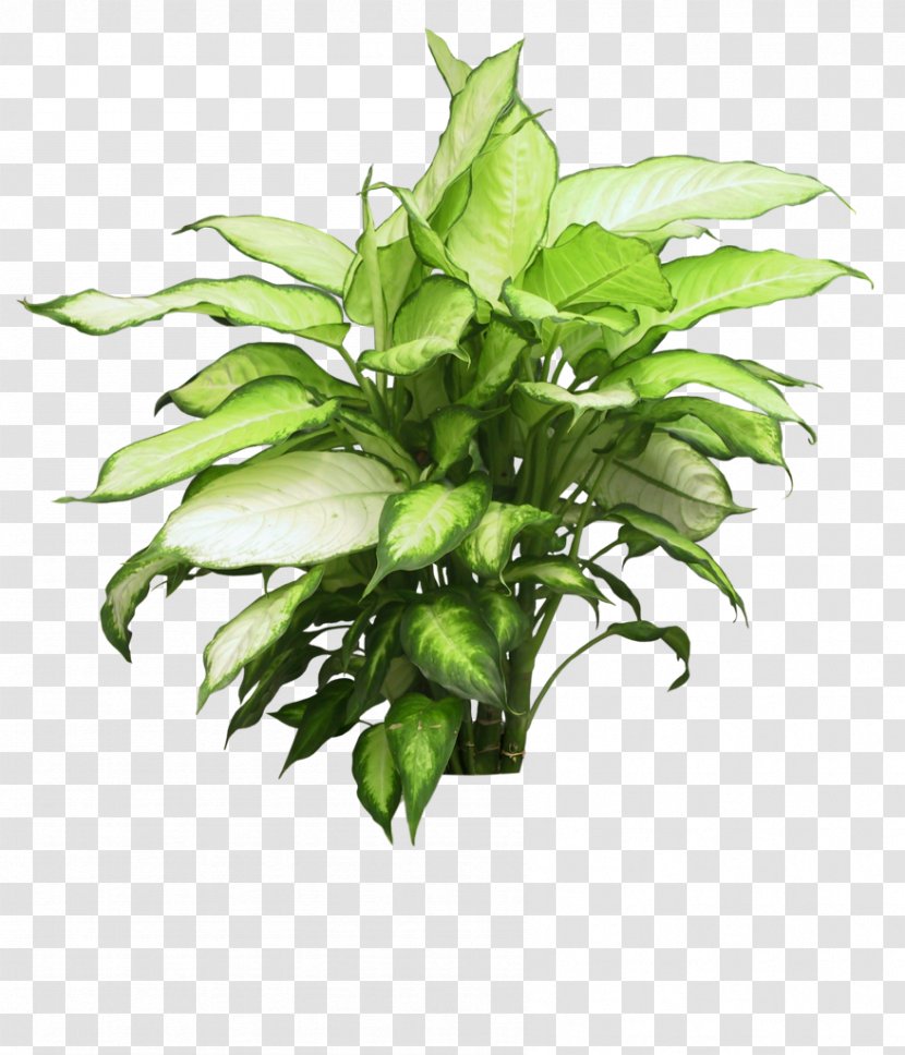Clip Art Flowerpot Houseplant Image - Plants - Dwarf Shrub Transparent PNG