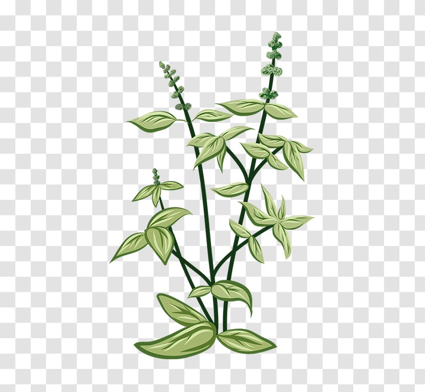 Greenify Herbaceous Plant Thai Basil - Hardiness - Glycyrrhiza Transparent PNG
