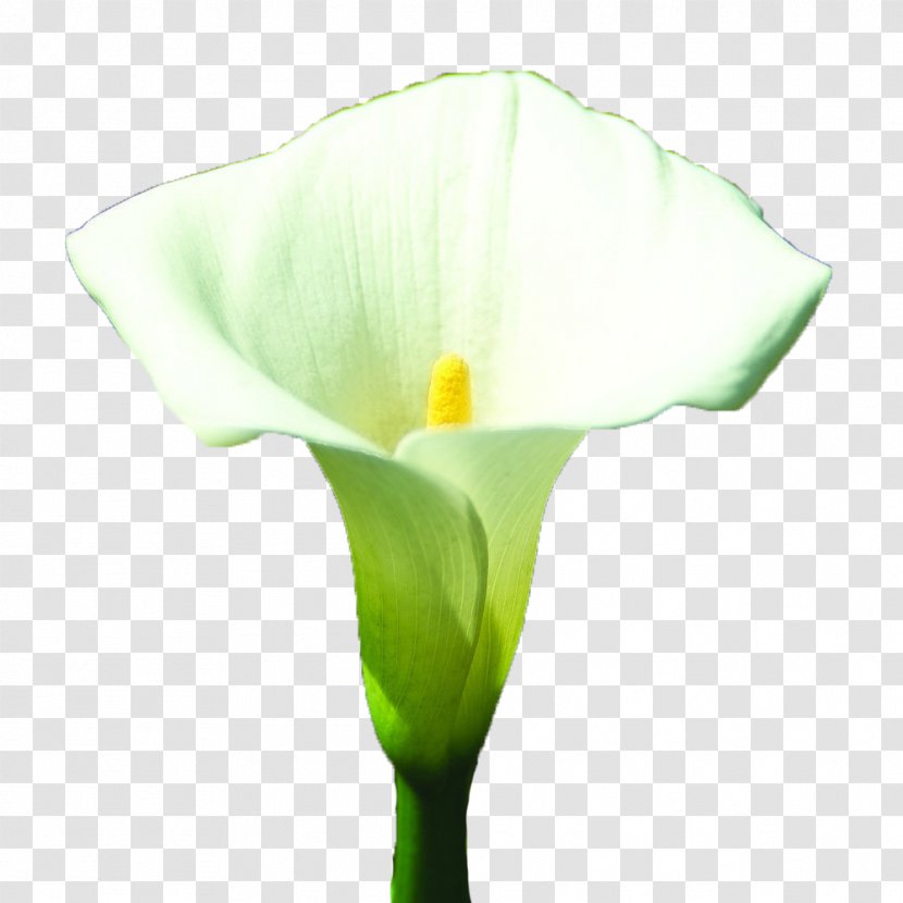 Arum-lily Arum Lilies Lilium White - Blooming Calla Lily Transparent PNG