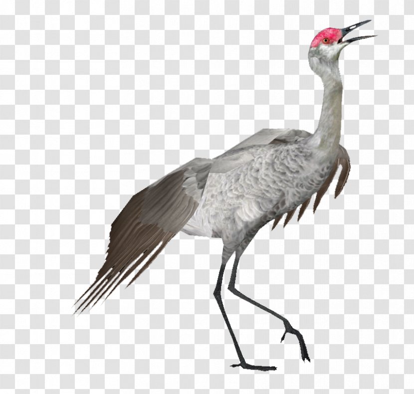 Crane Bird - Ibis Wildlife Transparent PNG