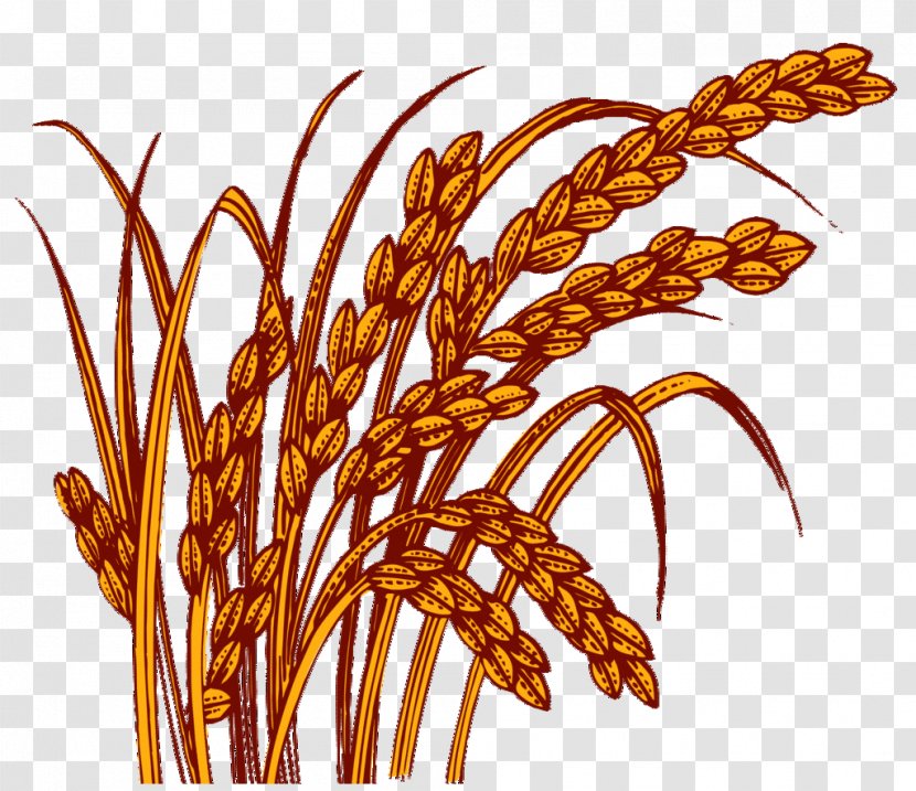 Rice - Wheat - Brown Transparent PNG