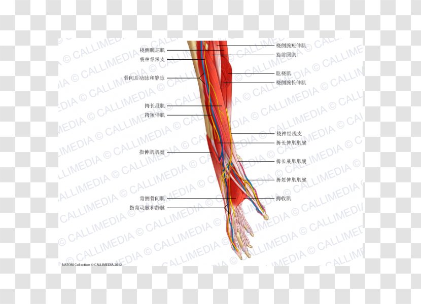 Nerve Forearm Muscle Anatomy - Tree - Arm Transparent PNG