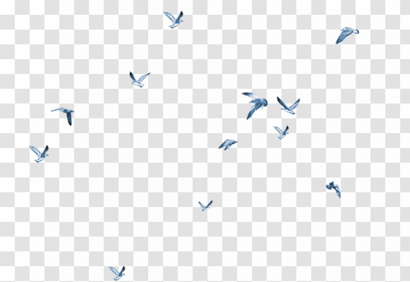 Bird - Flight - Games Transparent PNG