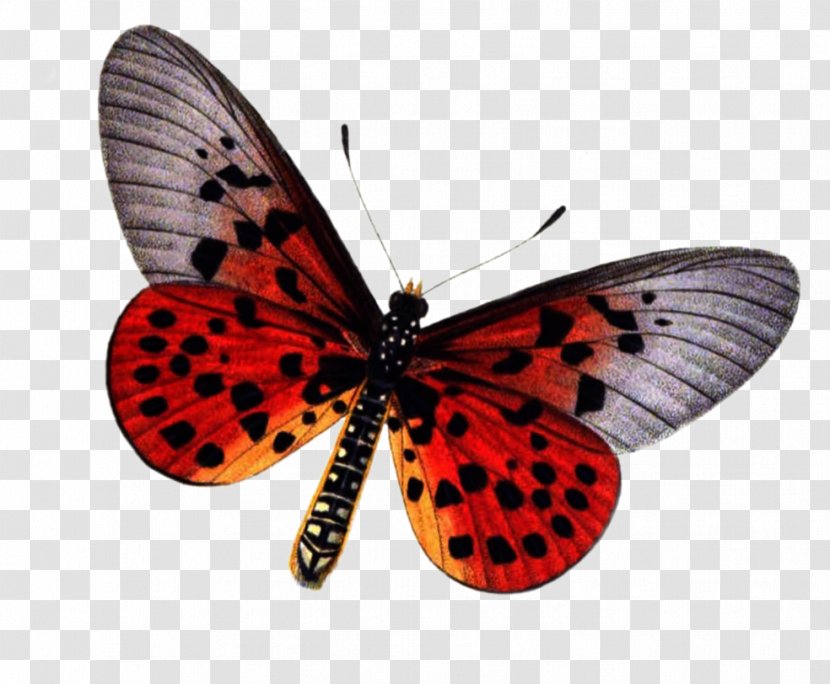 Butterfly Insect Stock Photography - Wing - Free Download Of Icon Clipart Transparent PNG