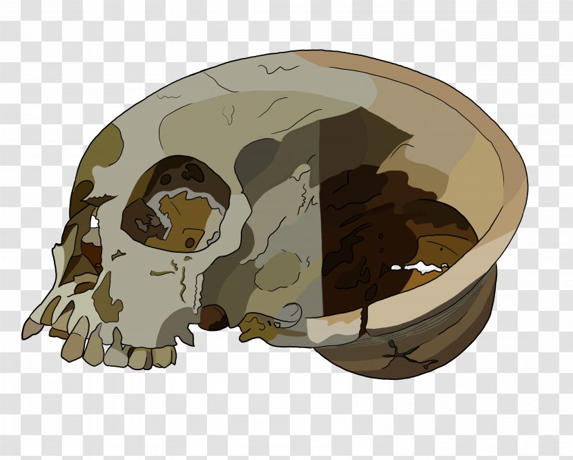 Bronze Age Achavanich Skull Burial Bone - Human Skeleton Transparent PNG