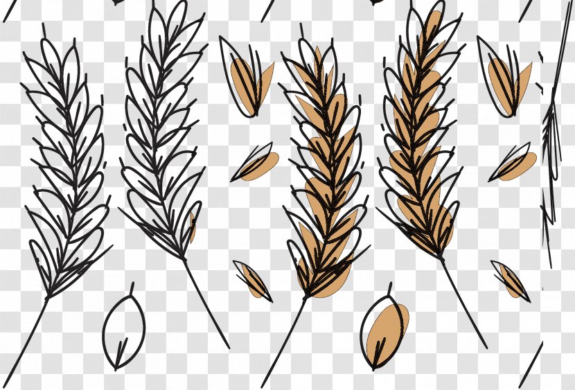 Emmer Font Pattern Plant Stem Plants - Barley - Vascular Transparent PNG